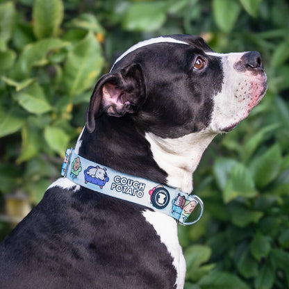 Couch Potato Collar