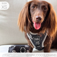 I Heart Dachshunds Adjustable Dog Harness