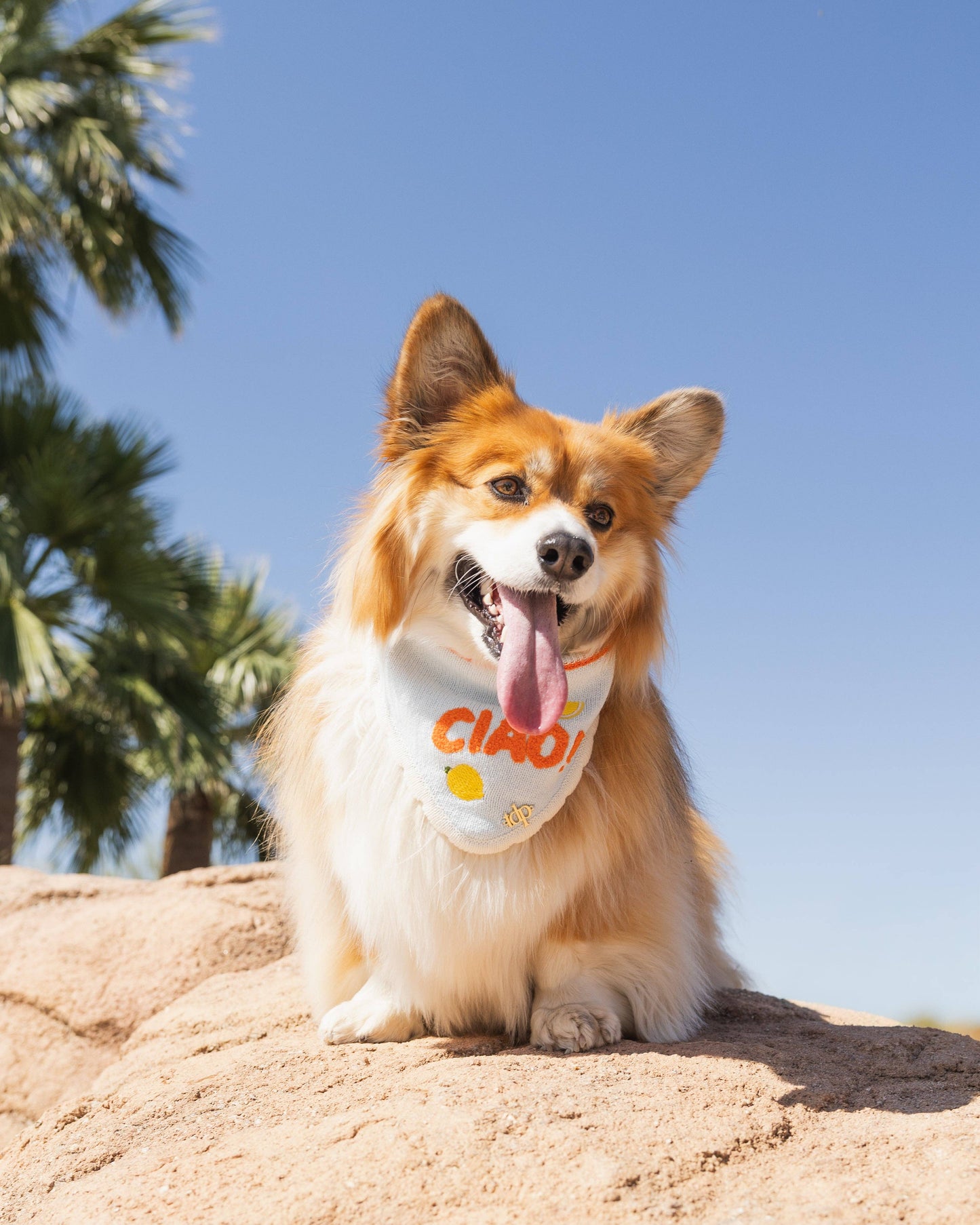 CIAO! Dog Bandana