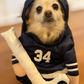 The Stanley Pup Halloween Dog Costume