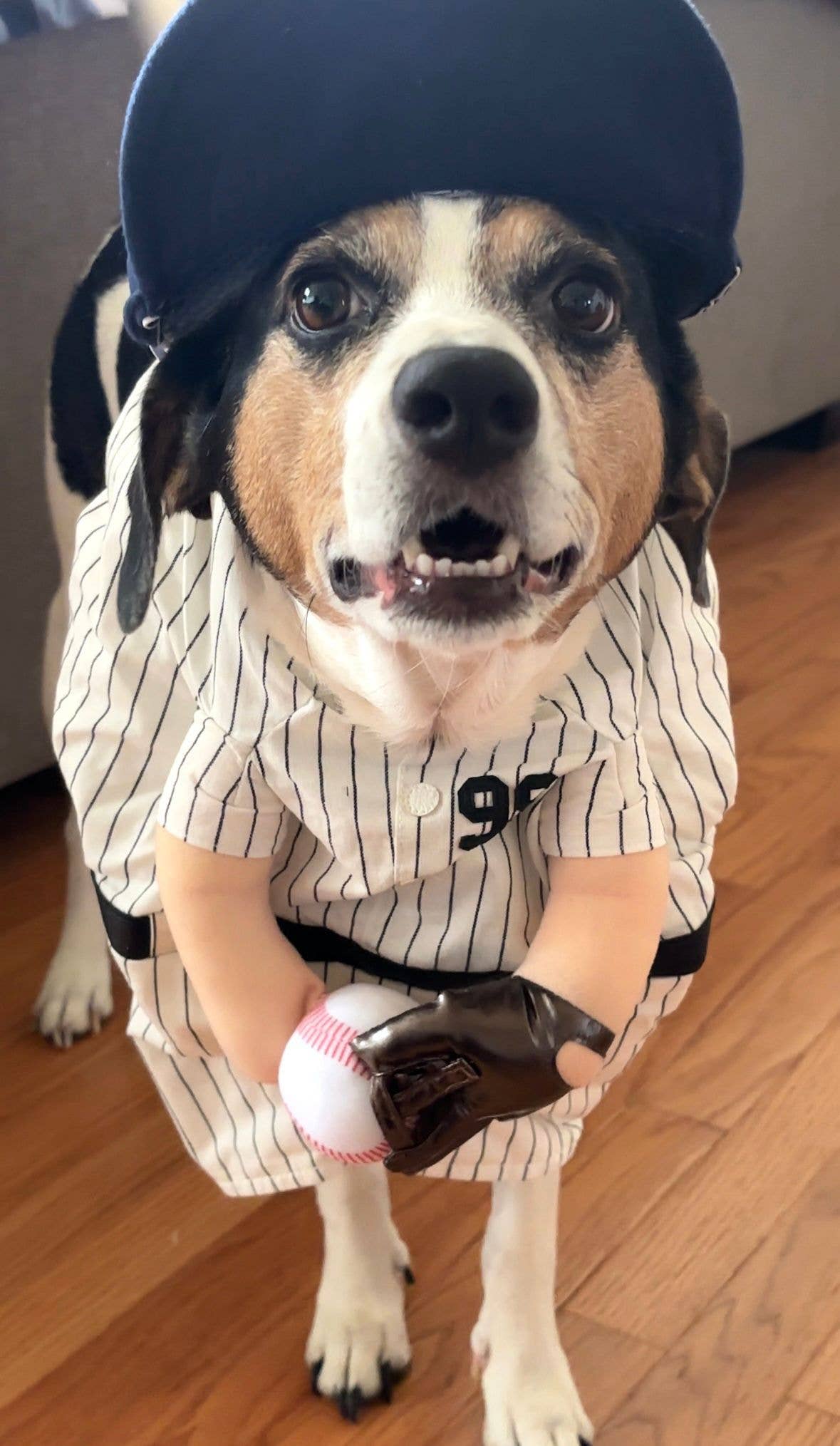 The Home Ruff Halloween Dog Costume