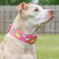 Party like a Guac-Star Dog Collar - Pink