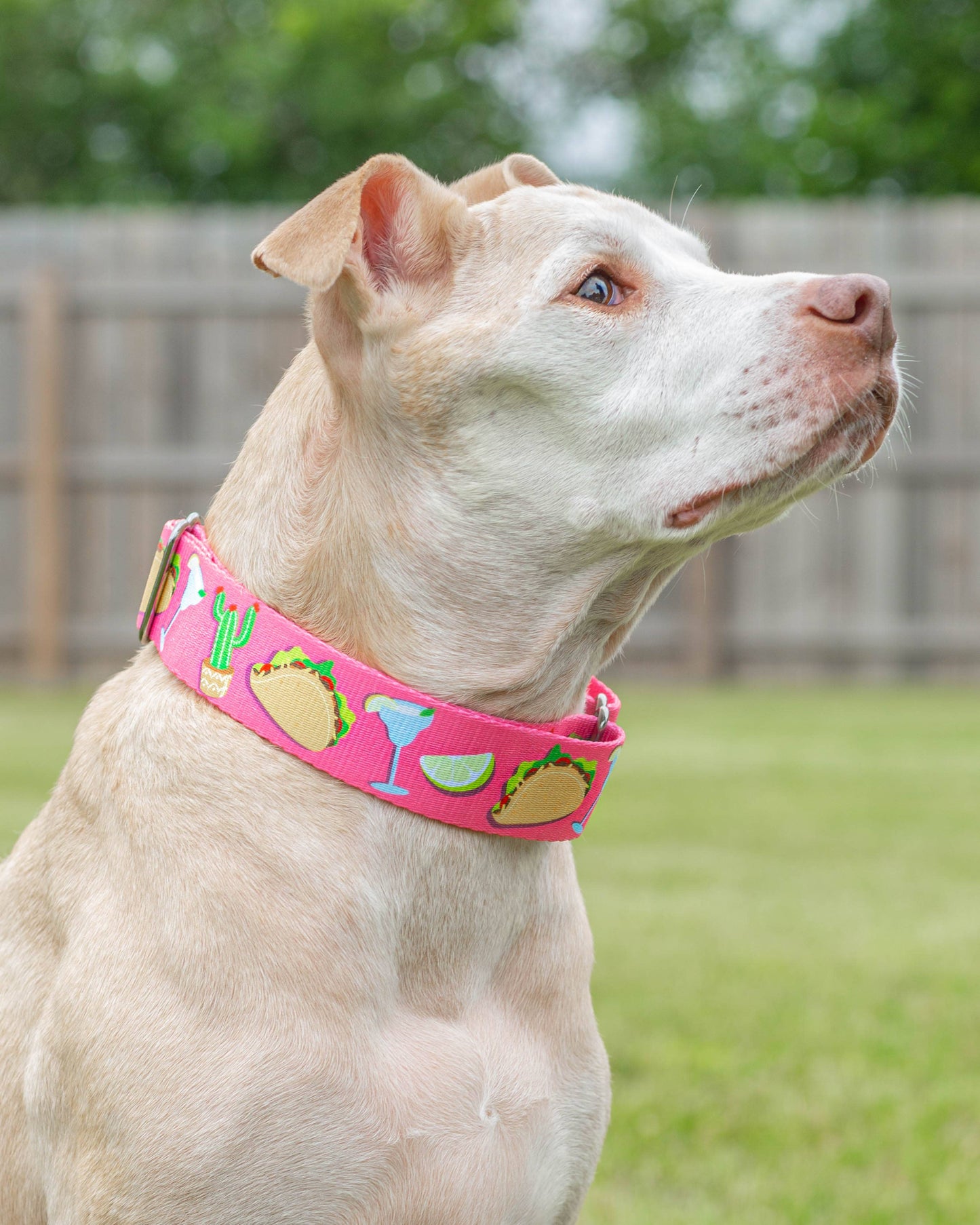 Party like a Guac-Star Dog Collar - Pink