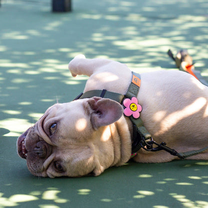 Daisy Dog Jiby - Pink