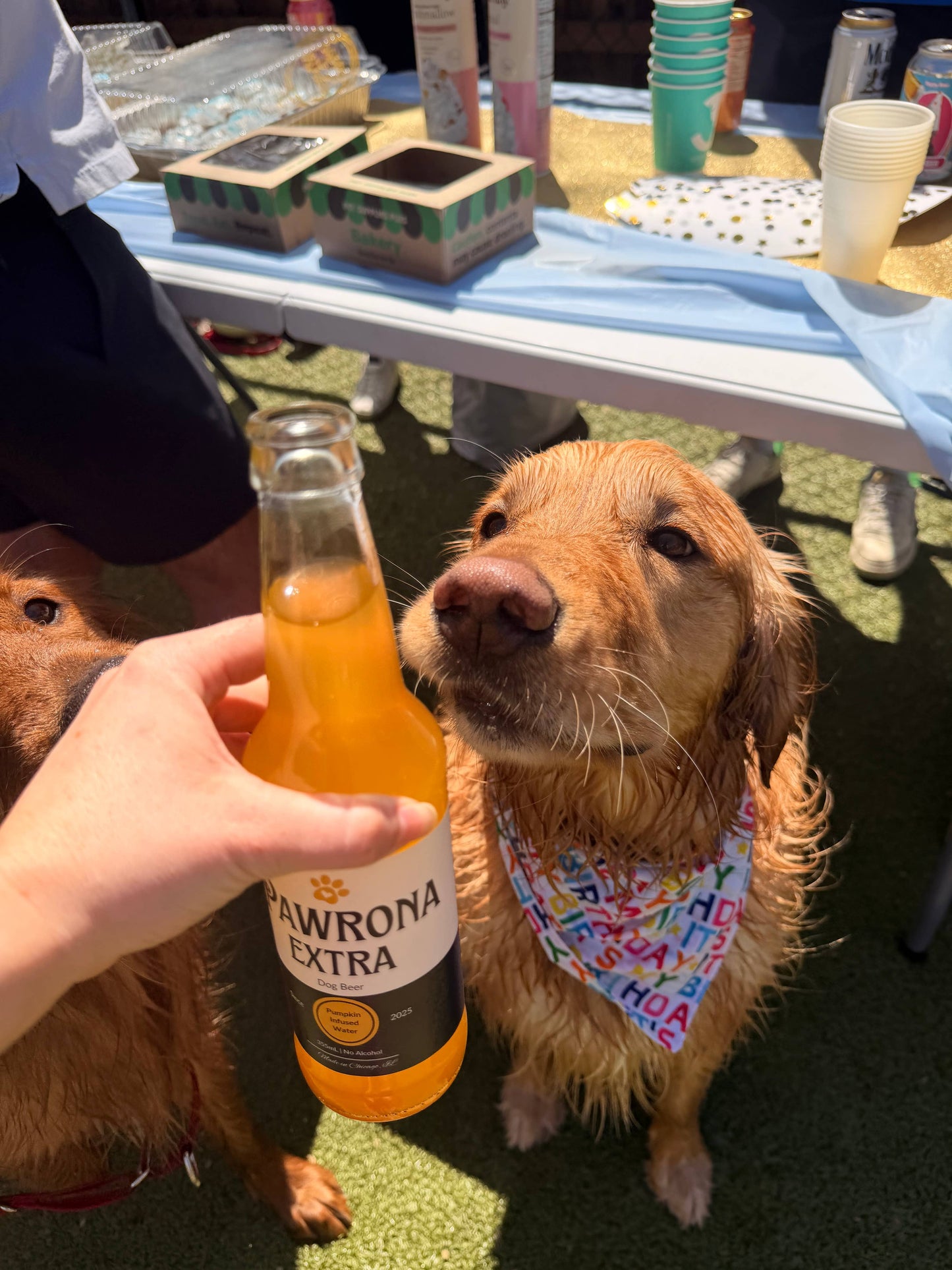 Paw-Rona Dog Beer 12oz  Pumpkin 