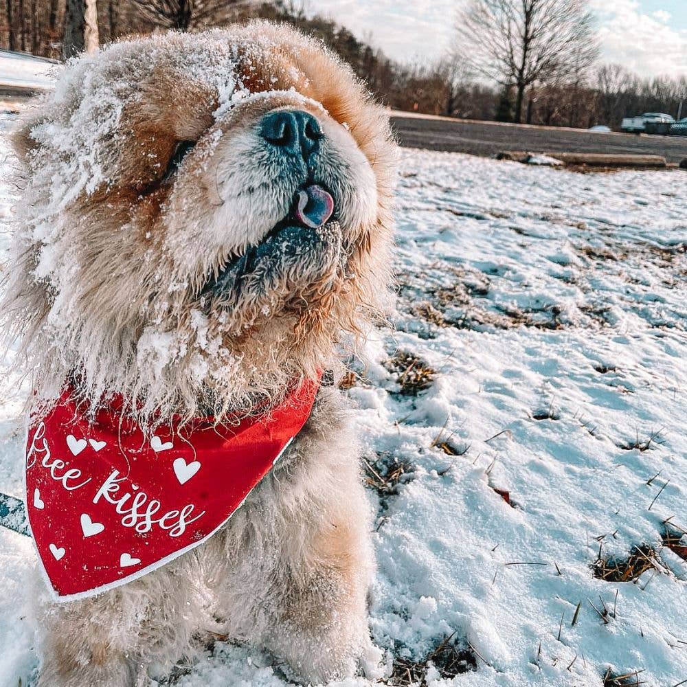 "Free Kisses" Valentine's Day Dog Bandana