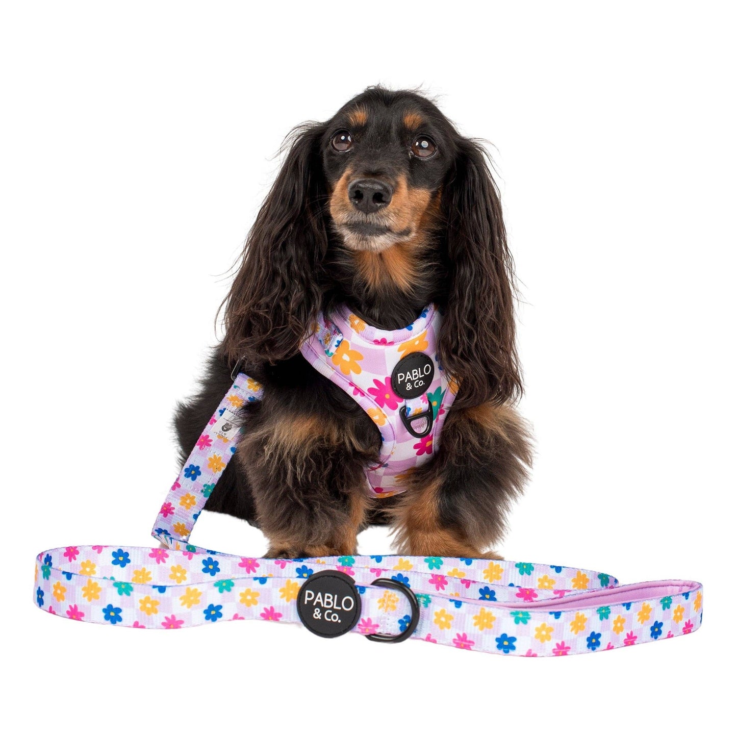 Delightful Daisies Dog Leashes - Assorted Sizes
