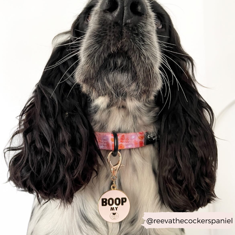 Dog Collar Charm - Boop My Snoot