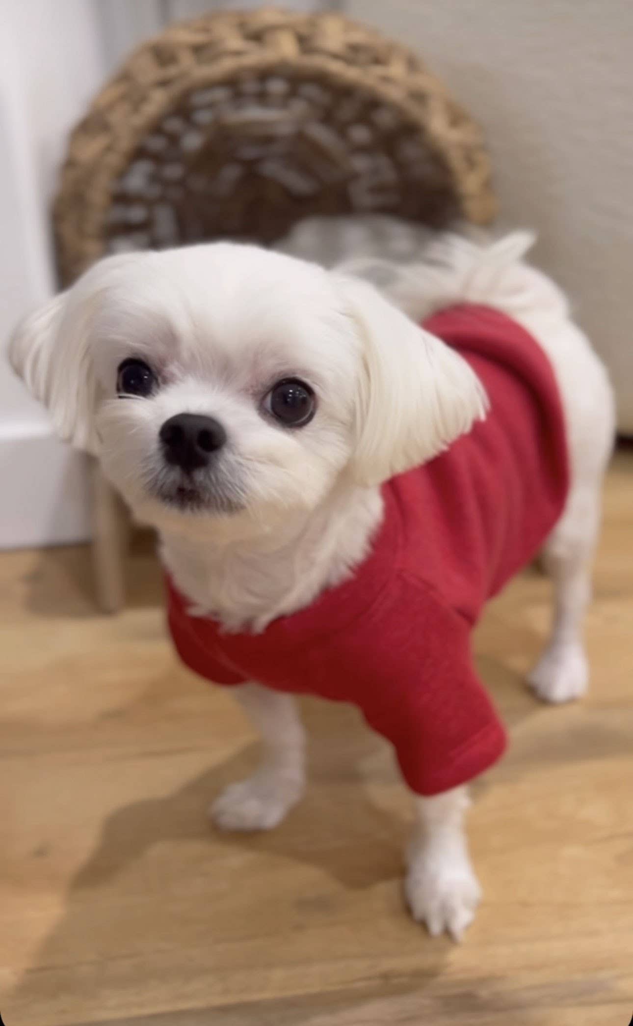 Love Bow Dog Graphic Sweatshirt