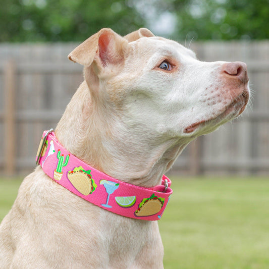 Party like a Guac-Star Dog Collar - Pink