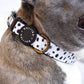 Spotted Dog Collar