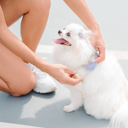 Jelly Dog Harness - Grape Jelly
