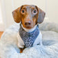 You’re So Glam Adjustable Silver Ombre Dog Harness