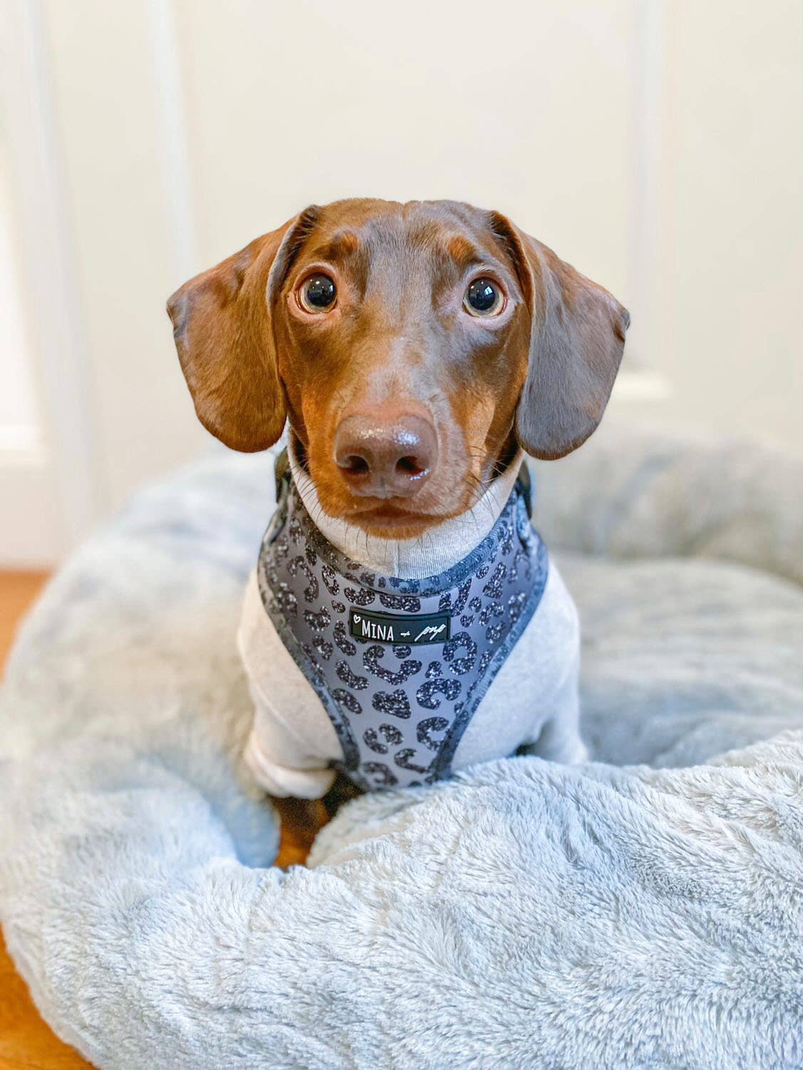 You’re So Glam Adjustable Silver Ombre Dog Harness