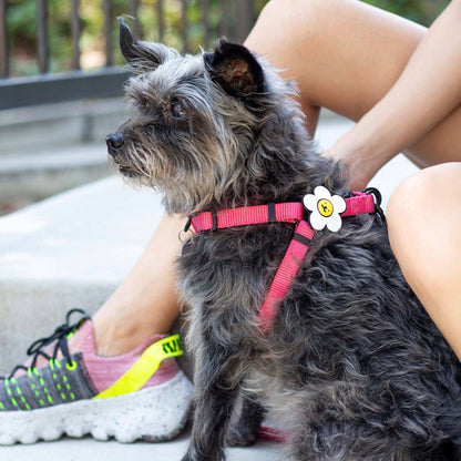 Daisy Dog Jiby - Pink