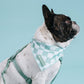 Frenchie Cooling Bandana - Sage Checkered