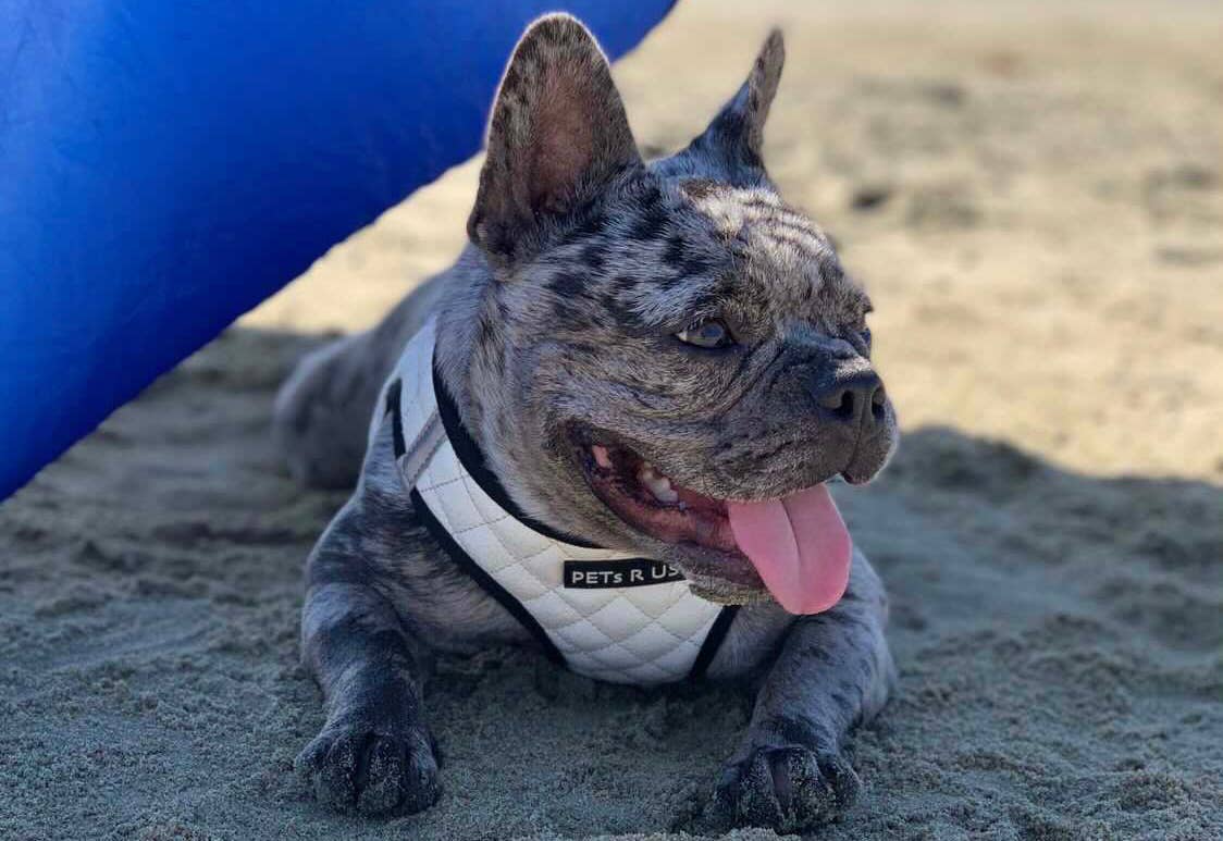 Step-In Dog Harness, Quilted Vegan Leather, White