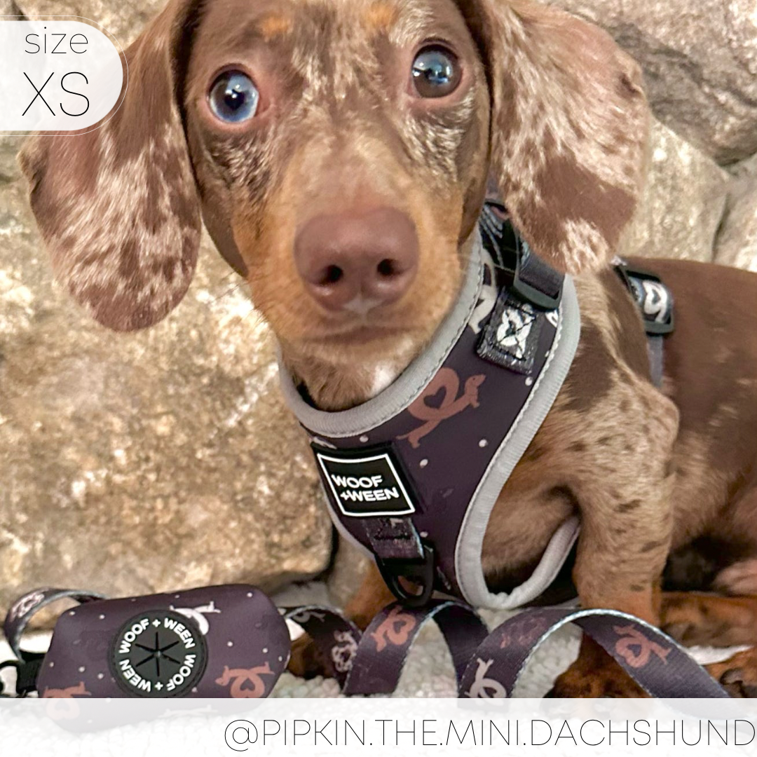 Adjustable Dog Harness - I Heart Dachshunds