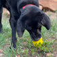 Honey Pot Treat Dispenser & Enrichment - Durable Rubber