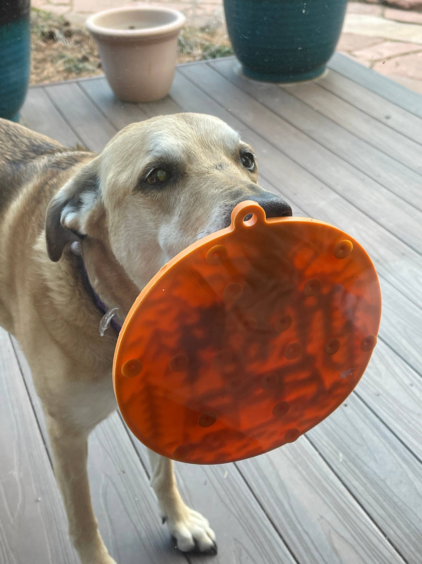 Camp eMat Enrichment Lick Mat With Suction Cups: Orange Camp E-Mat