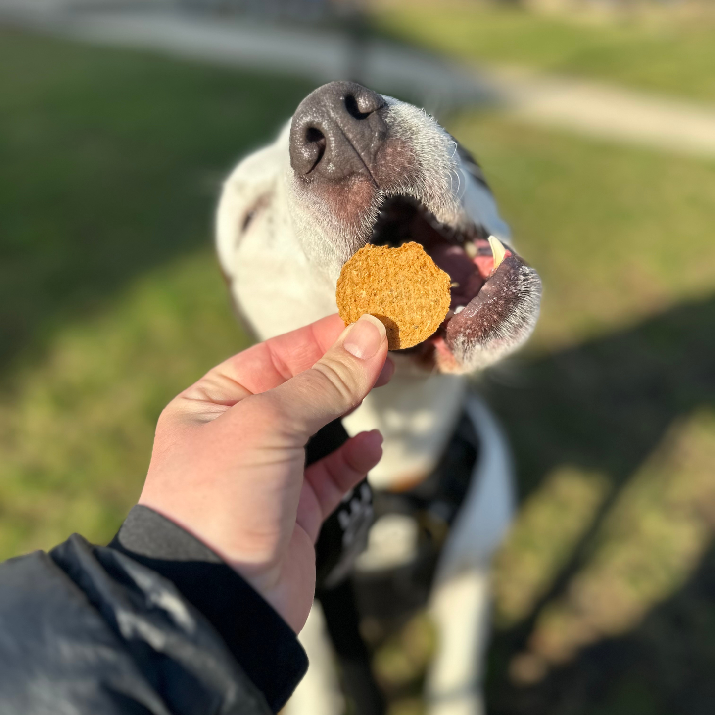 Fish Chips Dog Treats: Standard 4oz