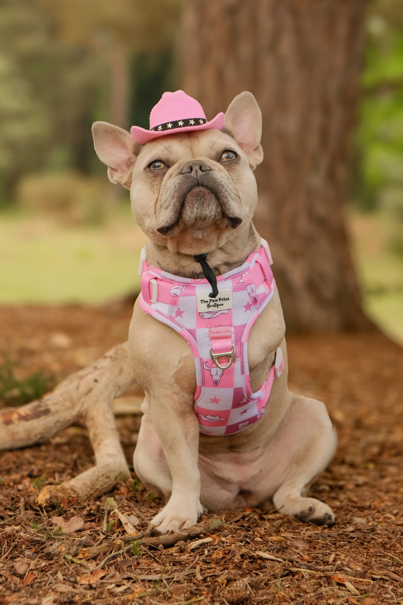 Cowgirl Cutie Adventure Dog Harness
