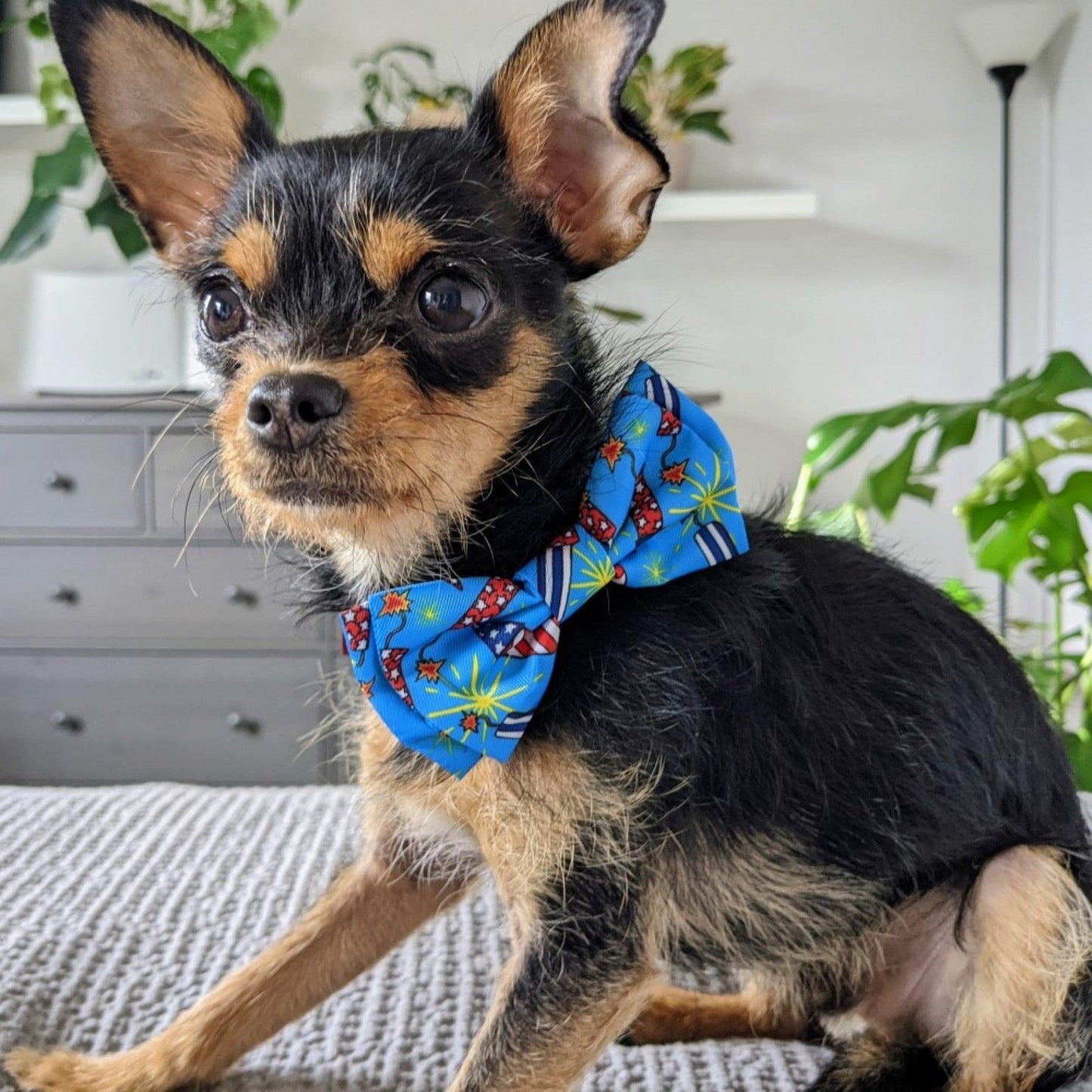 FireCrackers Dog Bow Bow Tie