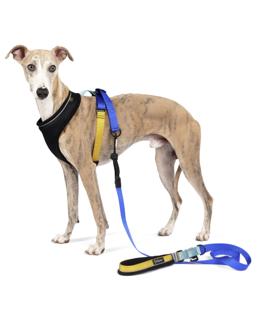 Featherweight Leash