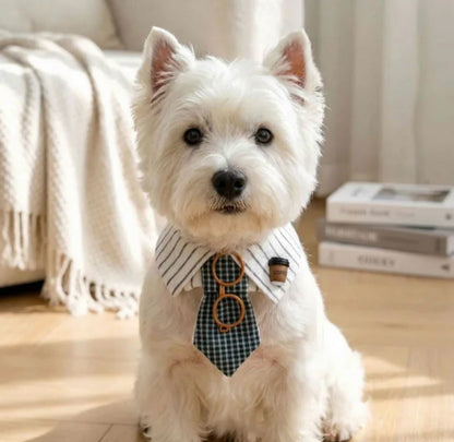 Smarty Pants Dress Collar for Dogs