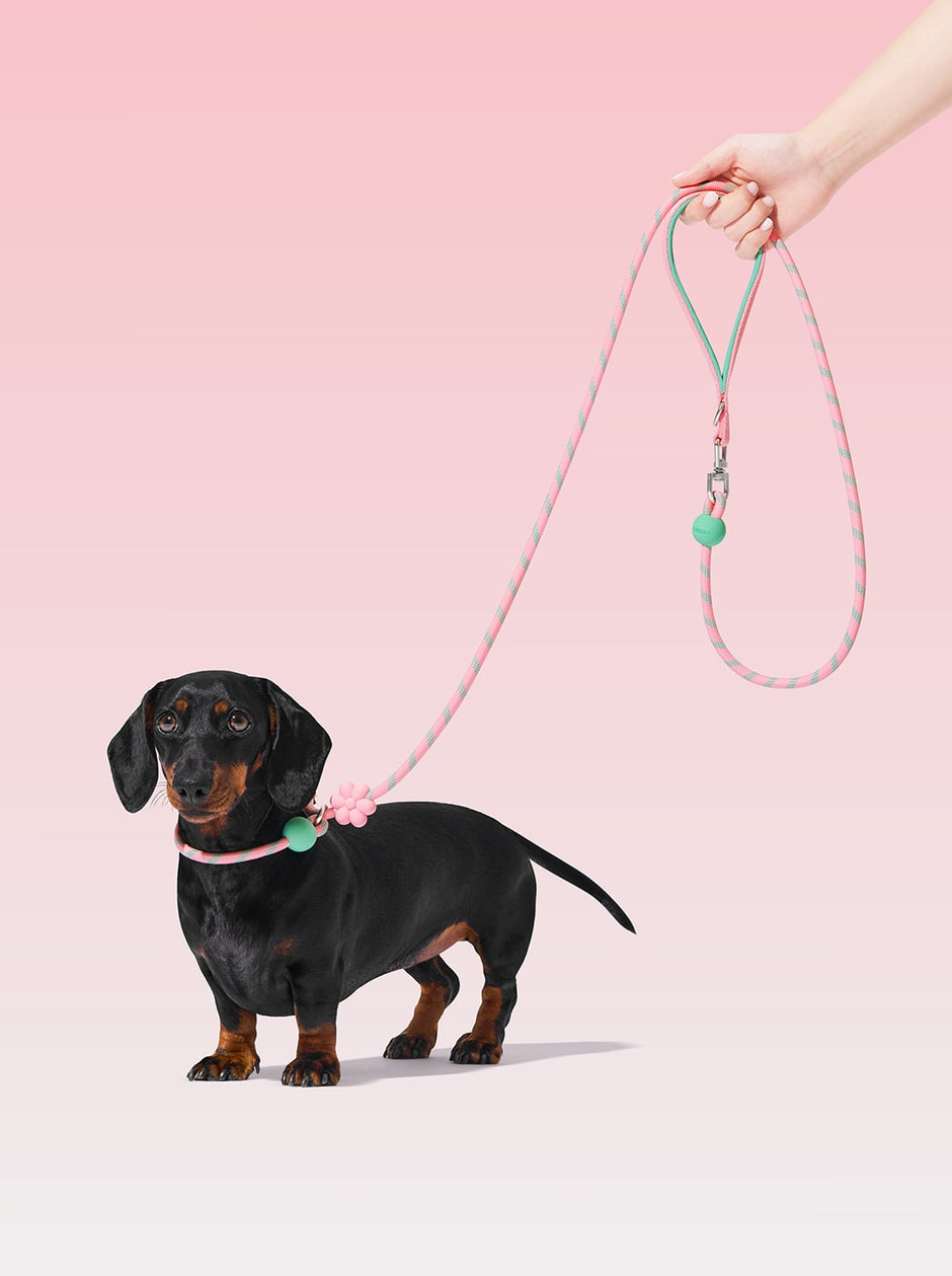 Connect Lite Rope Leash - New Assorted Styles