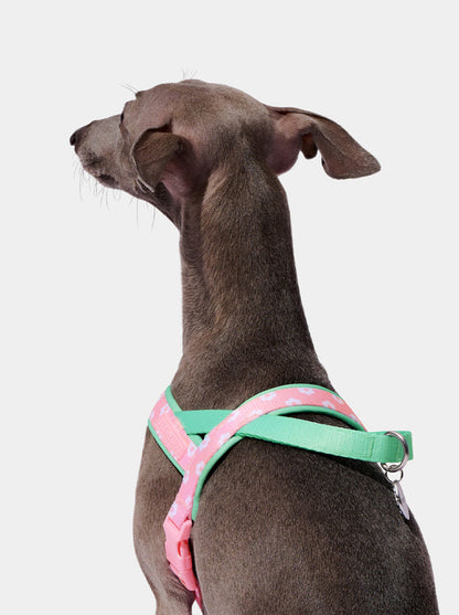 Flora Dog Harness & Leash