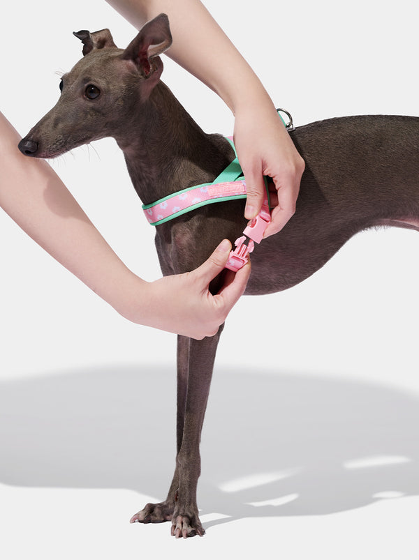 Flora Dog Harness & Leash