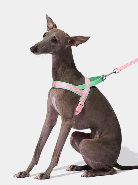 Flora Dog Harness & Leash