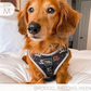 I Heart Dachshunds Adjustable Dog Harness