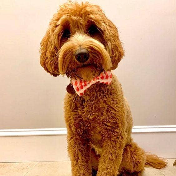 Ice Pops Pattern Dog Bow Tie