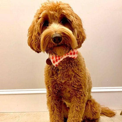 Ice Pops Pattern Dog Bow Tie