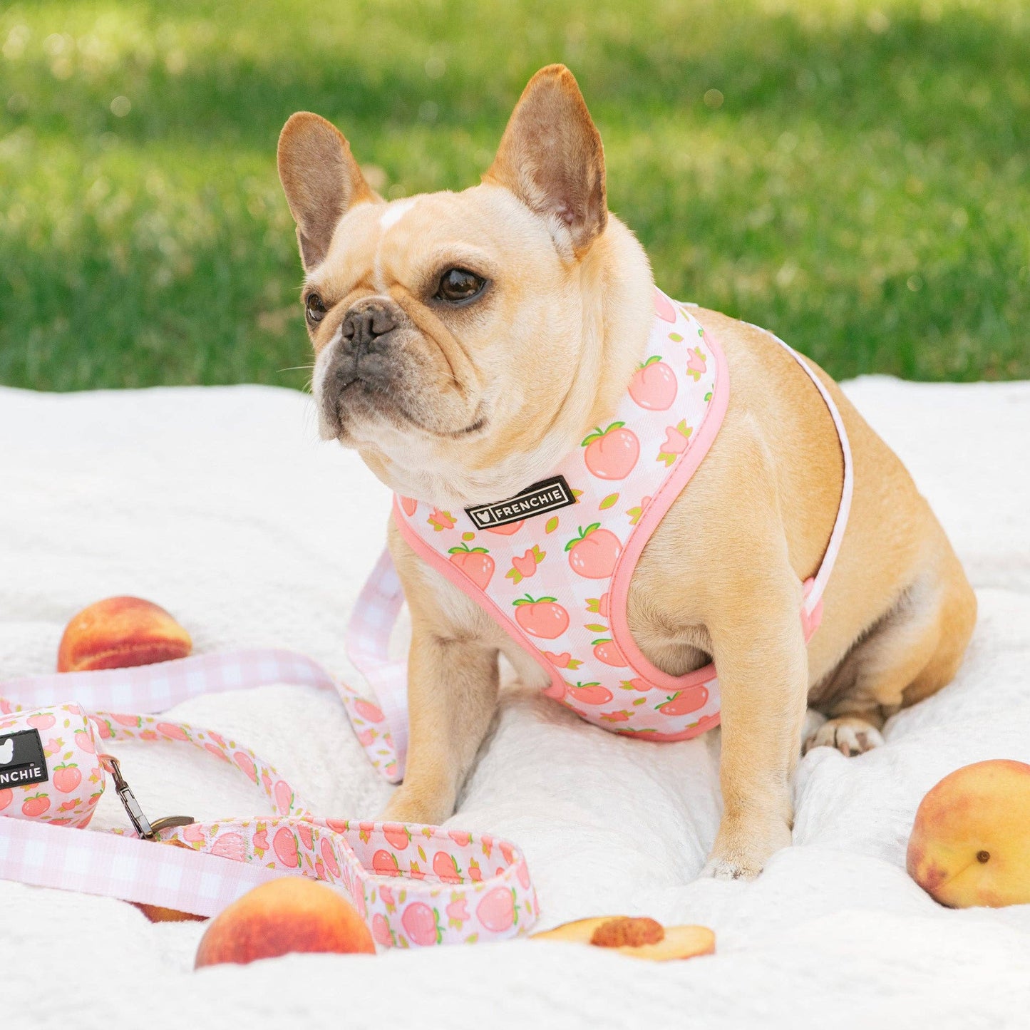 Frenchie Duo Reversible Harness - Peaches