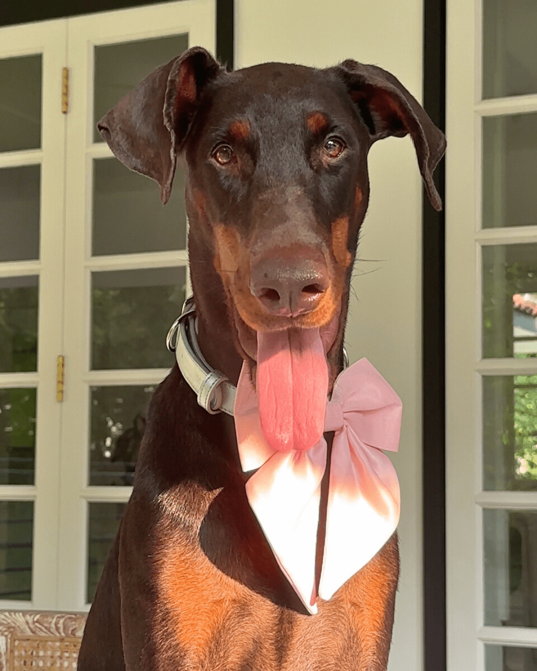 Wander! Blossom Pink Collar Sailor Bow