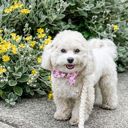 Pajarita para perro de pastelería