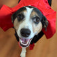 Count Woofula Halloween Dog Costume