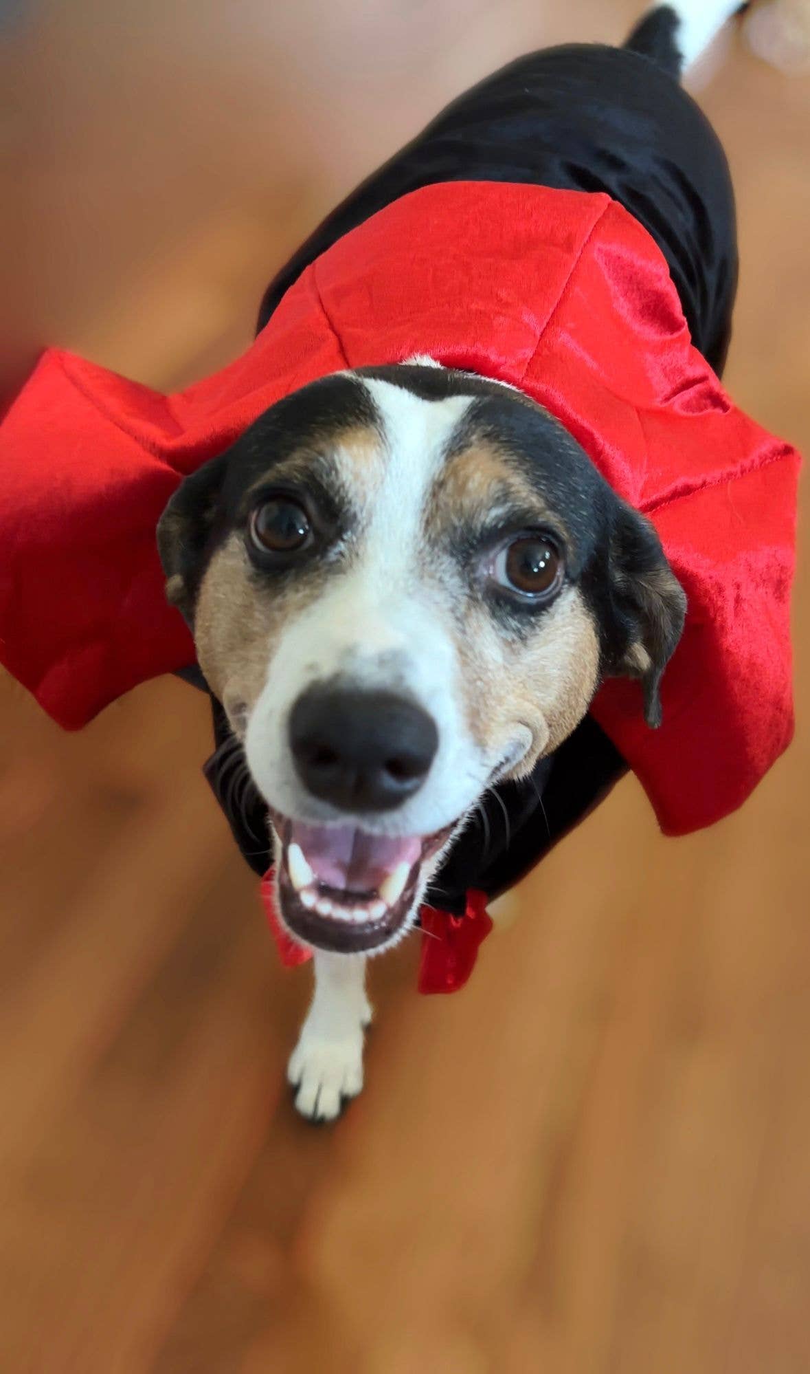 Count Woofula Halloween Dog Costume