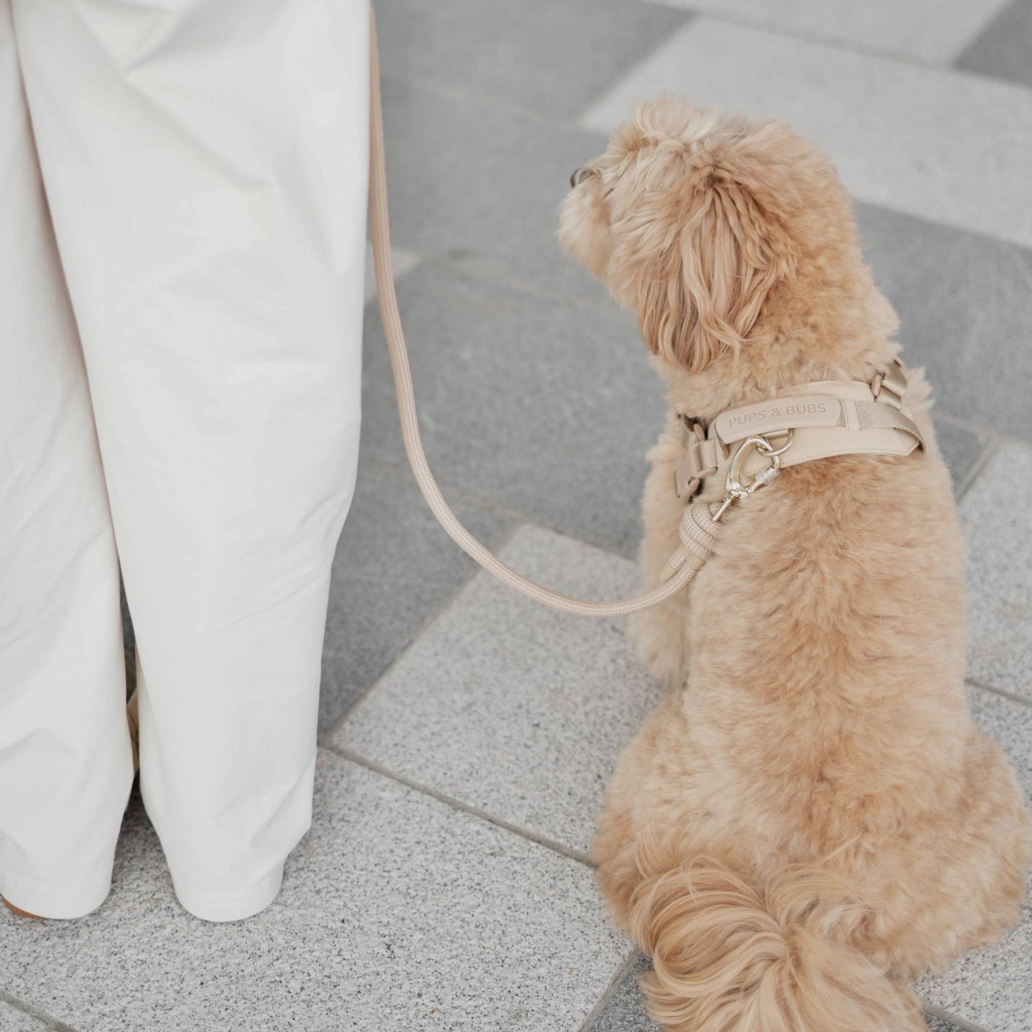 Rover Dog Harness