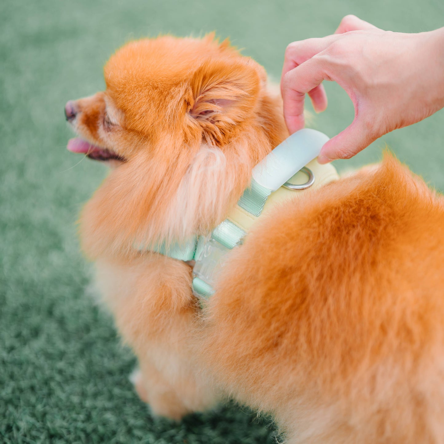 Jelly Dog Harness - Cream Soda