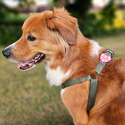 Rescue Dog Jiby - Magenta