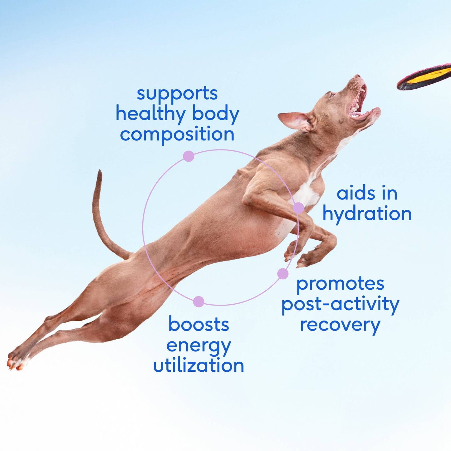 Goat Milk Powder Recovery & Energy Support for Active Dogs