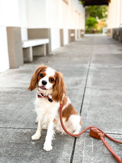 El collar para perros: estilos variados