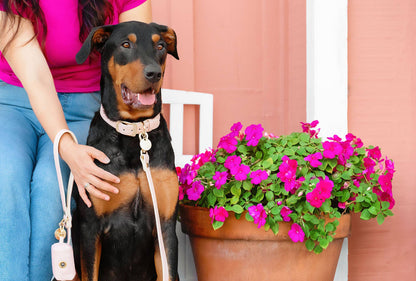 Blush Leather Dog Collar