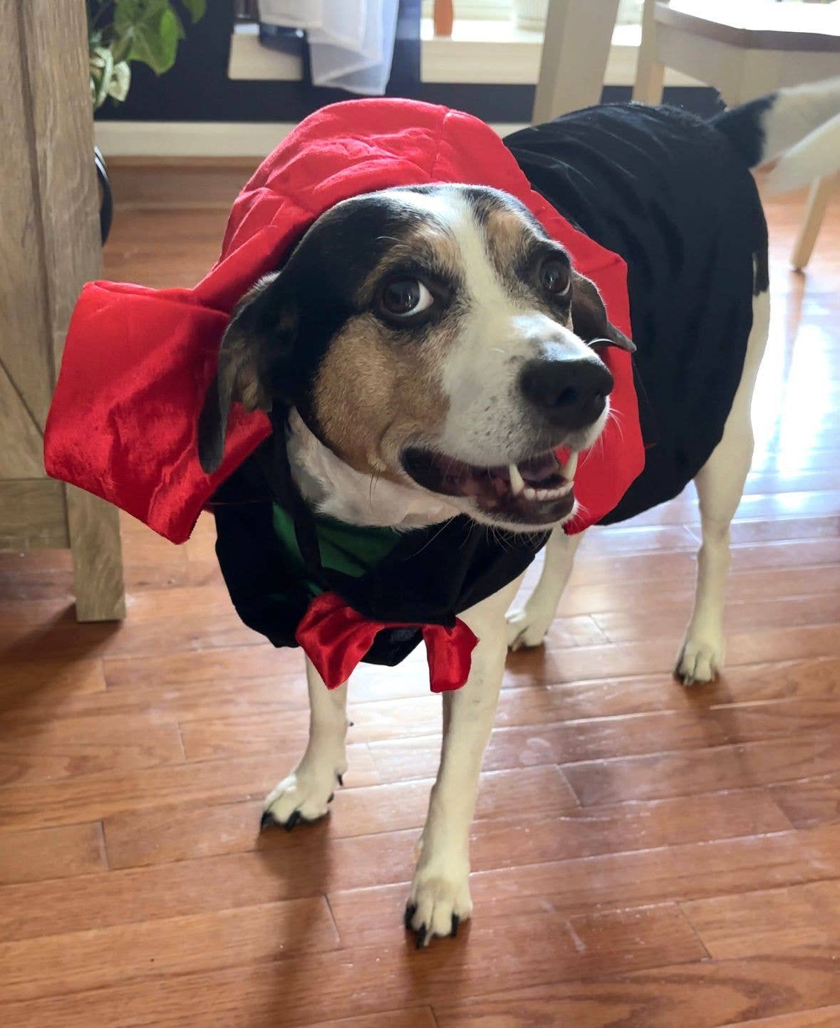 Count Woofula Halloween Dog Costume