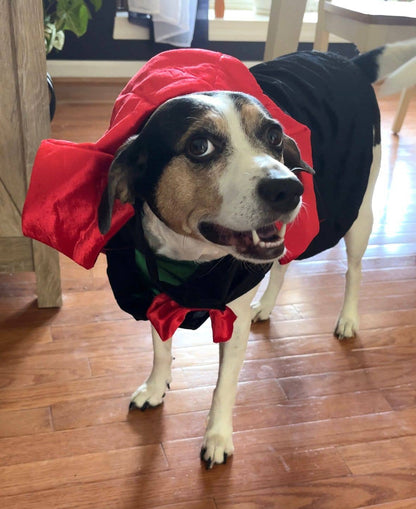 Count Woofula Halloween Dog Costume