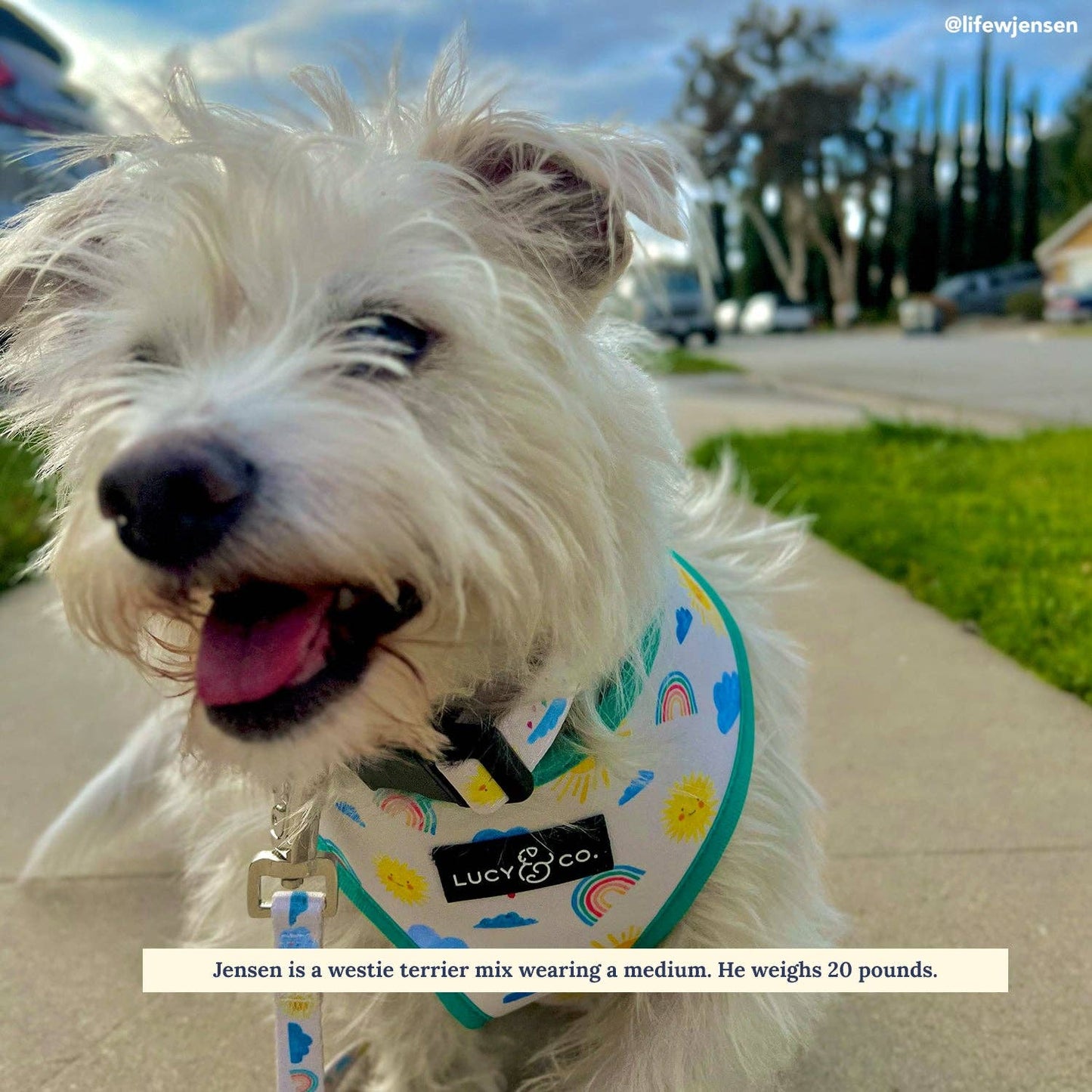 The Rain or Shine Dog Collar